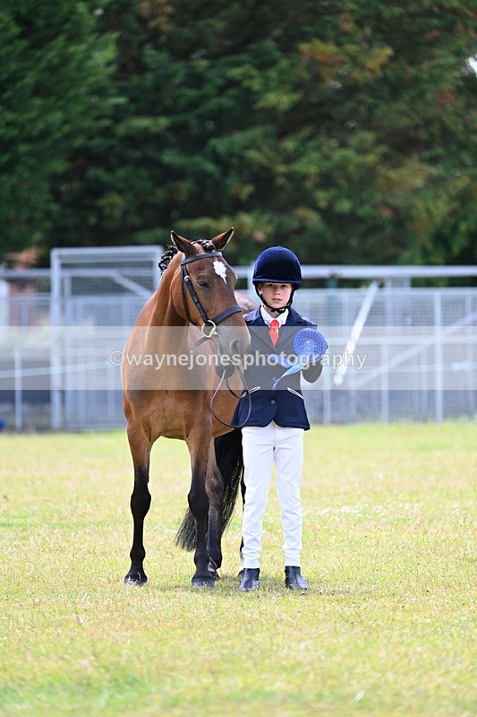 WJ7_6687 - Class 5 Handsome Gelding in hand