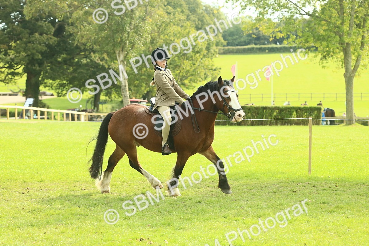 SBM_69064 - S58 - Mini Show Cob Ridden