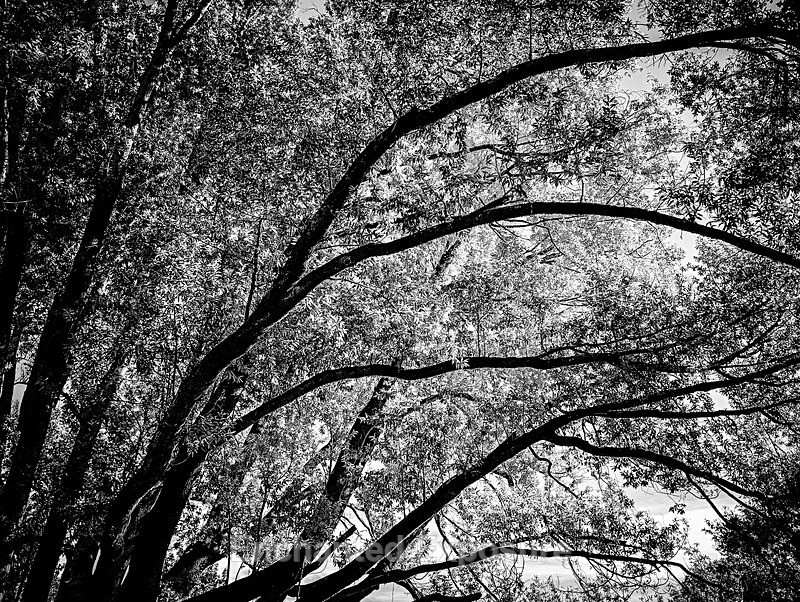 PSX_20231115_080748 - Flowers and Trees