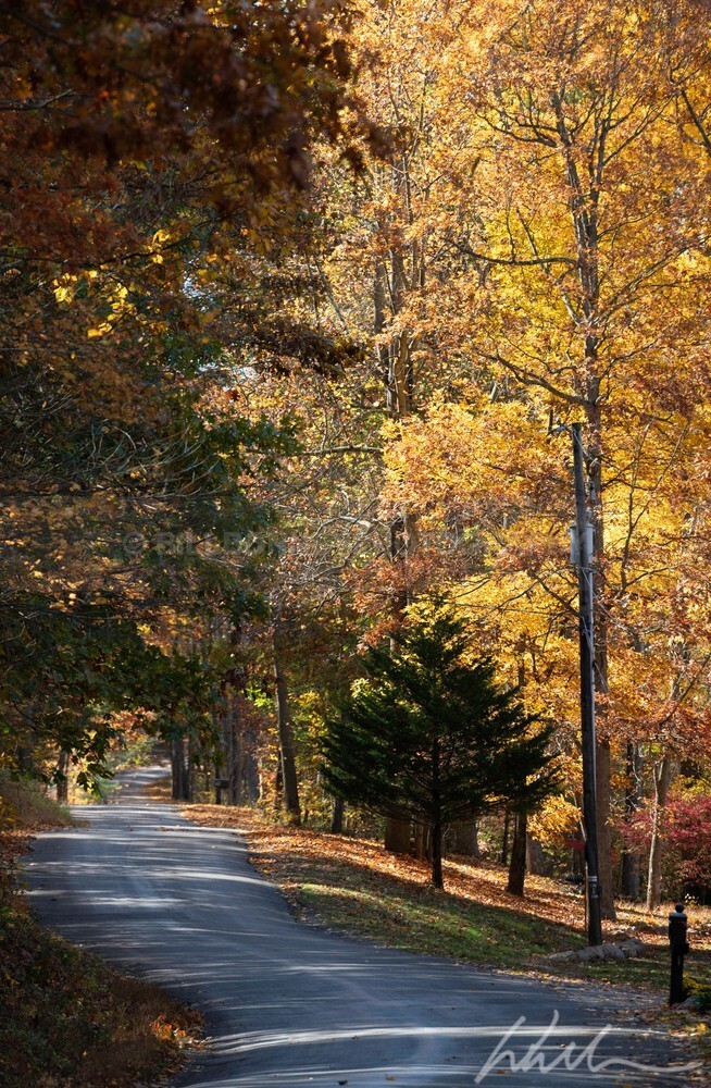 DSC_7978 - Autumn