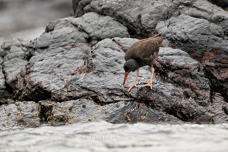 Blackish Oystercatcher (juvenile) water's edge, Chanaral Island, Chile - Blackish Oystercatcher