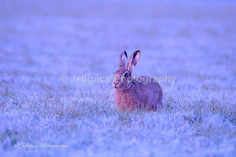  - Wildlife and Nature