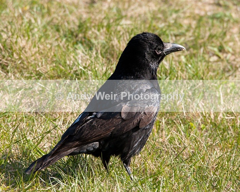 20110306-IMG_8161 - Carrion Crow