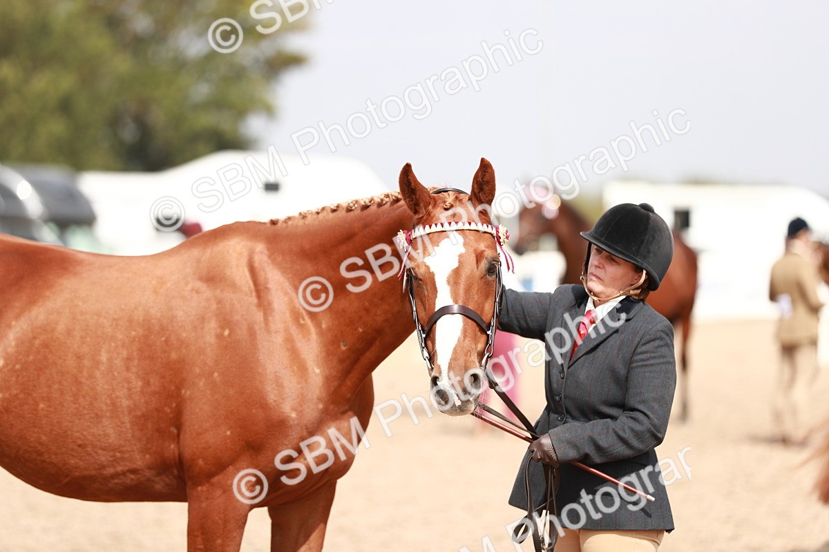 SBM_13259 - Class 208 IH Veteran Horse