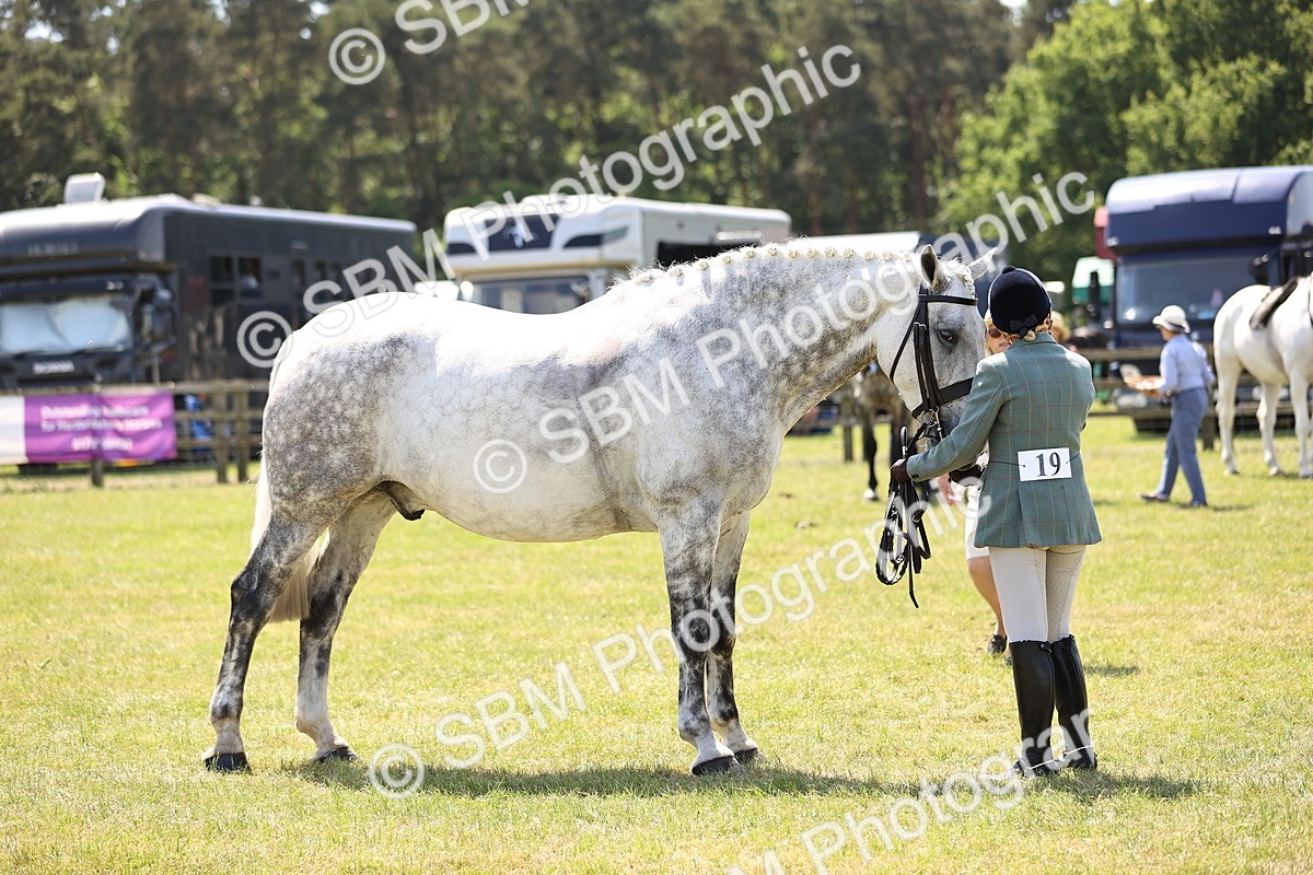 SBM_16178 - Class 79-80 - LIHS BSHA Rising Star Ridden Hunter