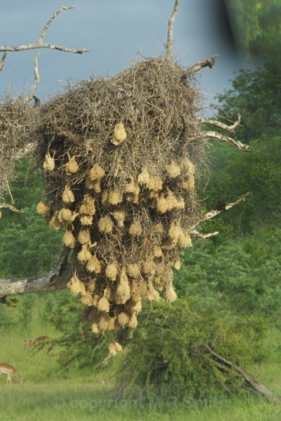 Weaver Bird Nests - BIRDS & INSECTS