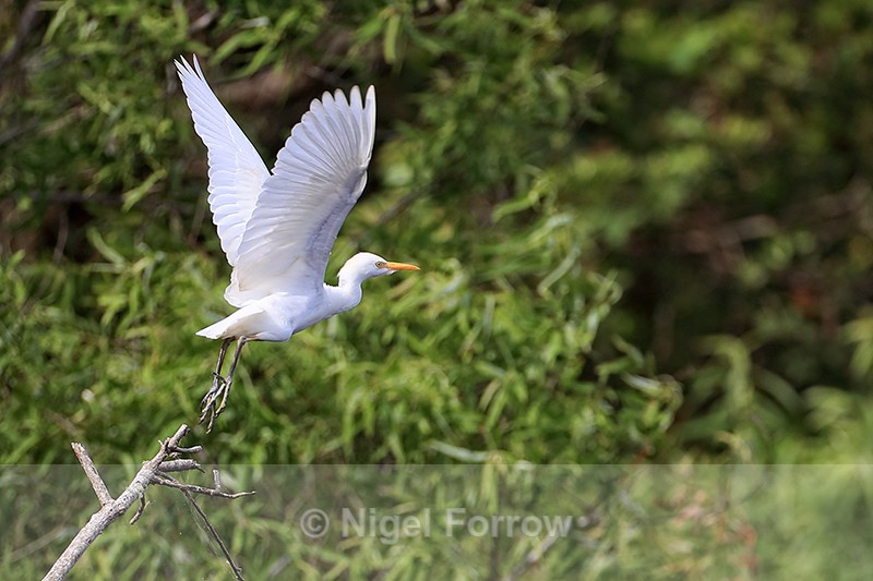 Cattle Egret lifts off, Blue Cypress Lake, Florida - Cattle Egret