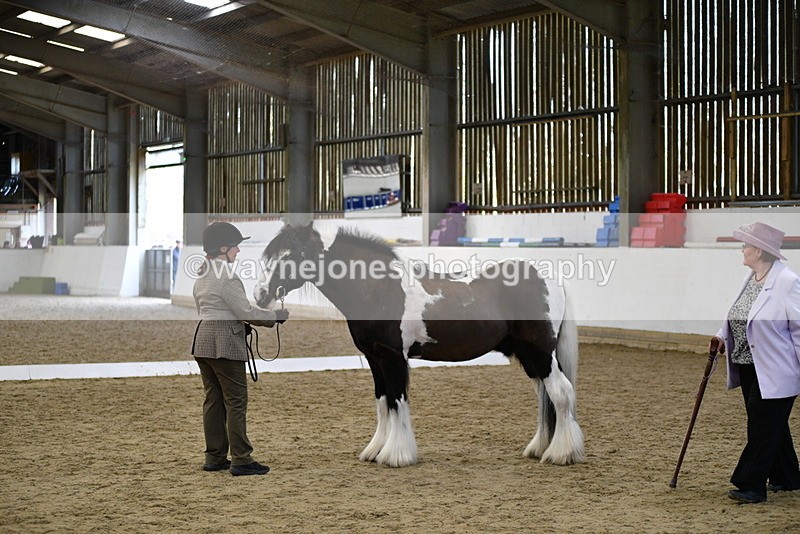 WJ5_5013 - Class 7 In hand coloured / odd coloured