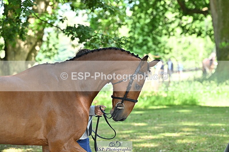 250521A-154541-00740 - B-363-Tom.D.Crisp-BLS.ABSOLUTELY