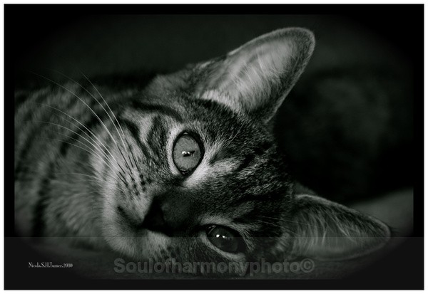 Kitten - Captured Wild life/Domestic/ livestock Animals
