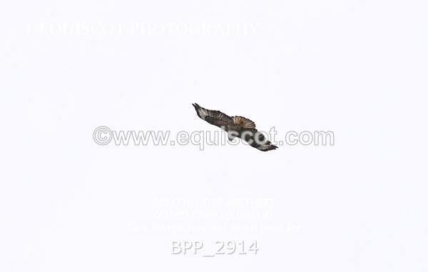 BPP_2914 - CLASS 7 Pony Discovery / 90cm Open