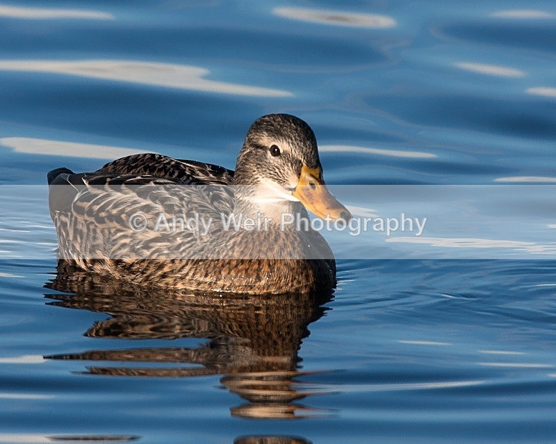 20081128-IMG_0880 149 - Mallard