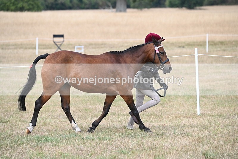 WJ6_6368 - Class 19 In-hand Veterans (Uploaded correct folder)