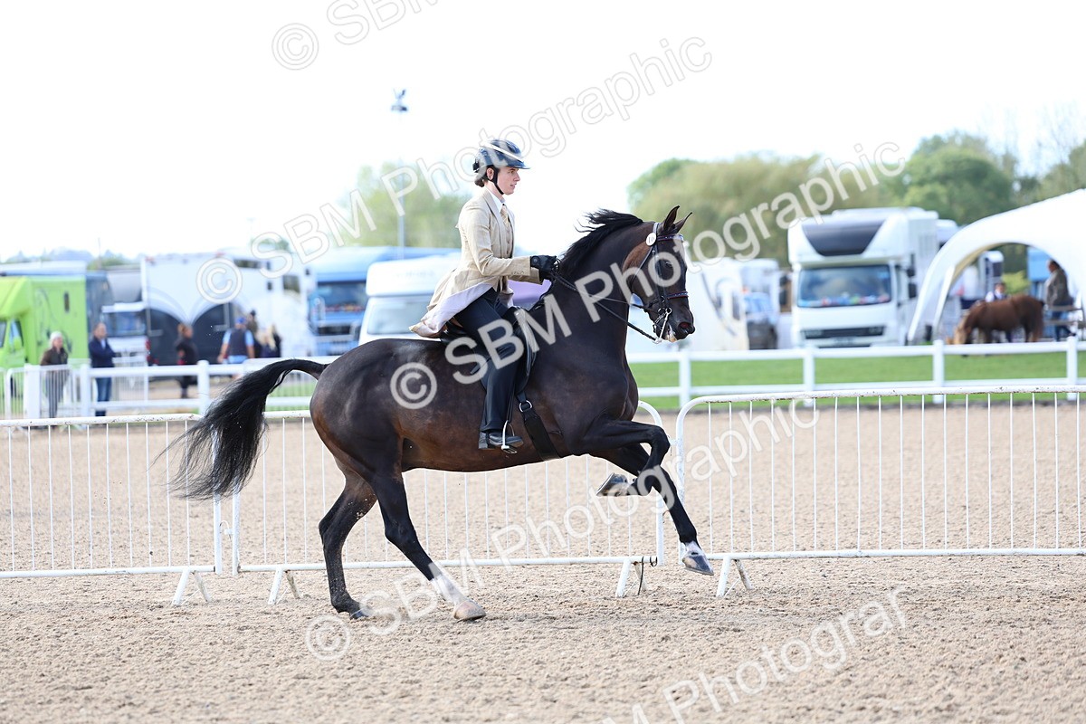 SBM_09115 - Class 303 - Ridden Pure Bred Horse Pony