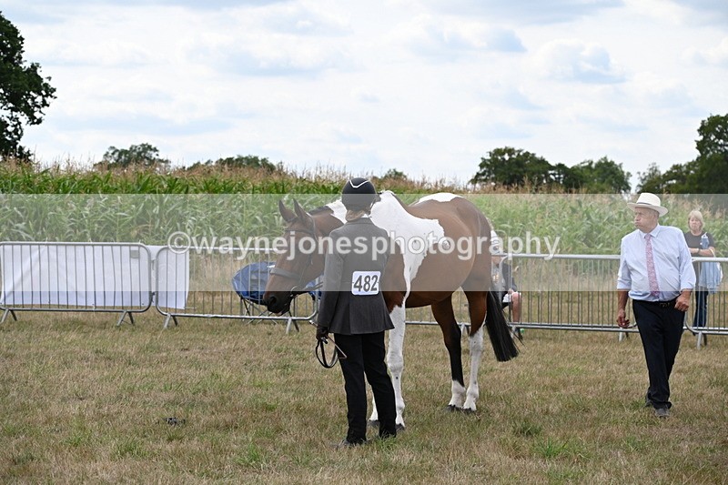 WJ6_6063 - Class 19 In-hand Veterans (Uploaded correct folder)