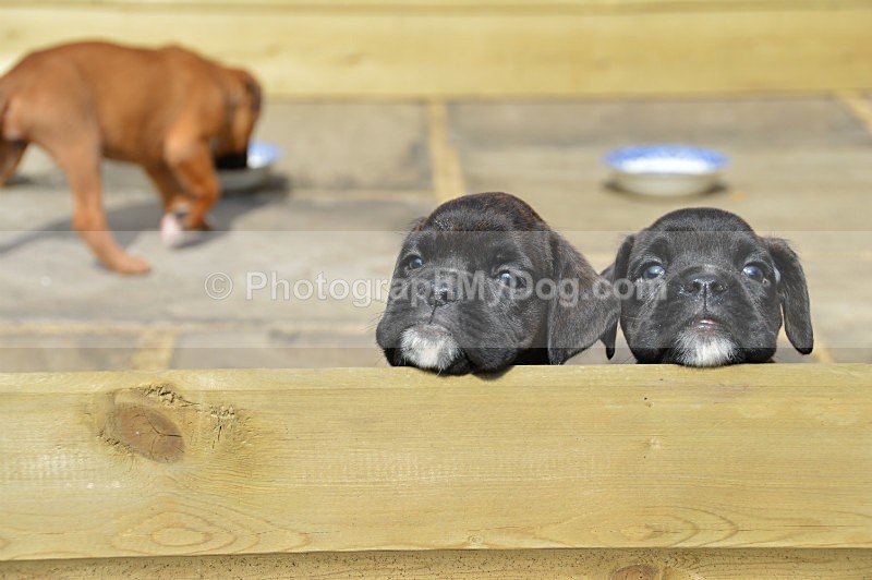  - Boxers