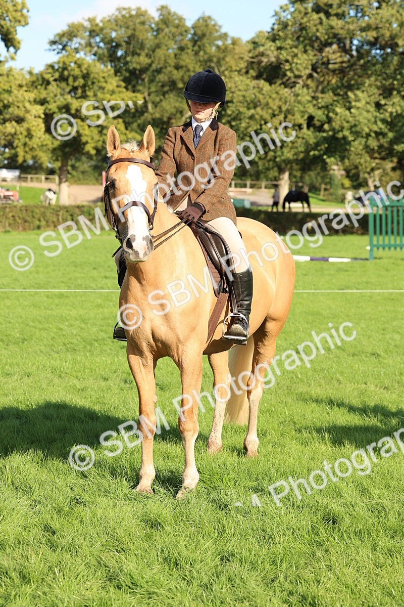SBM_50163 - S34 - Novice & Newcomers Working Hunter