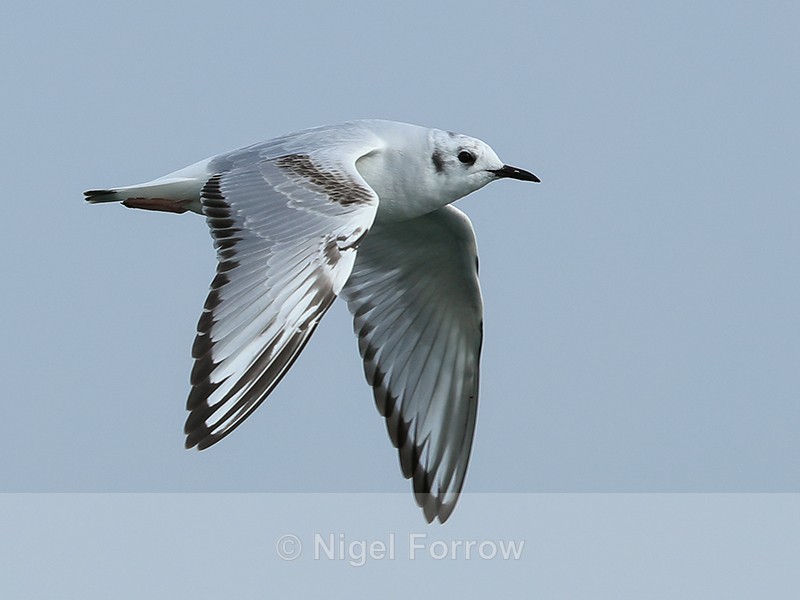 Bonaparte's Gull (1st summer) flying, Farmoor - Bonaparte's Gull