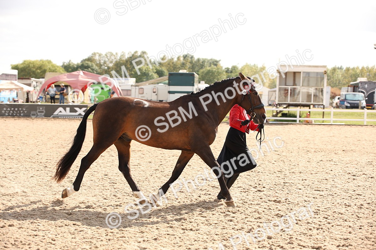 SBM_07424 - Class 26 IH Foreign Breeds -Part bred