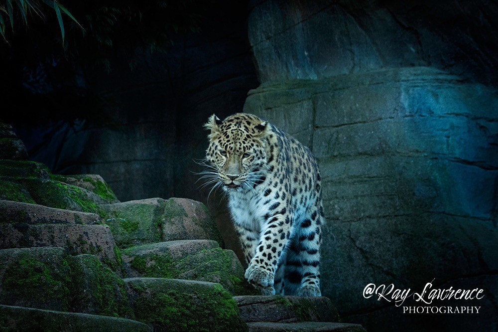 Amu rLeopard - RLP_0294 - Vulnerable and Beyond