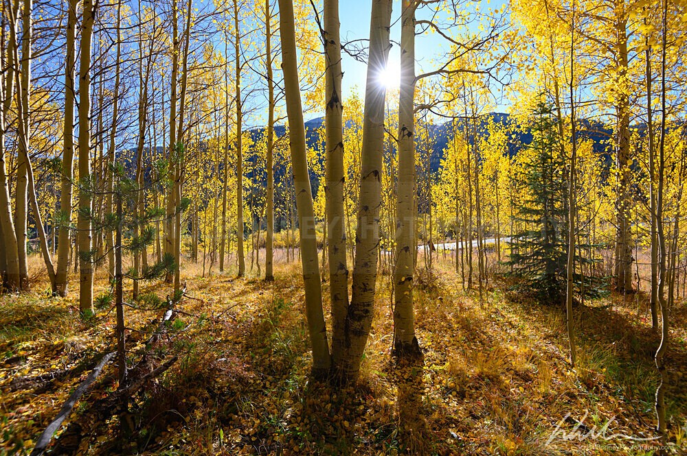 DSC_2687 - Trees