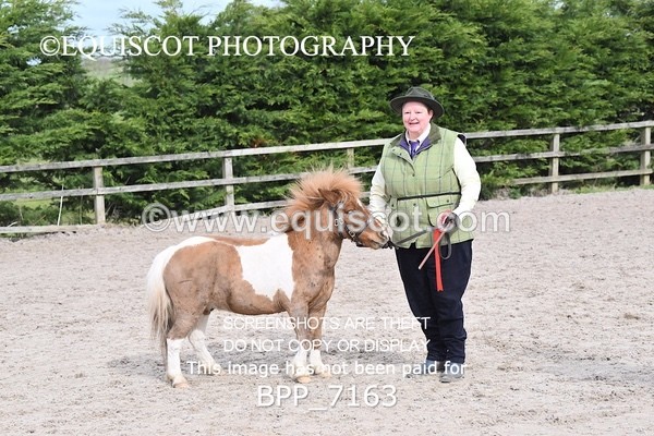 BPP_7163 - RING 1  (RIDDEN HORSES / IN HAND / VETERAN ETC)