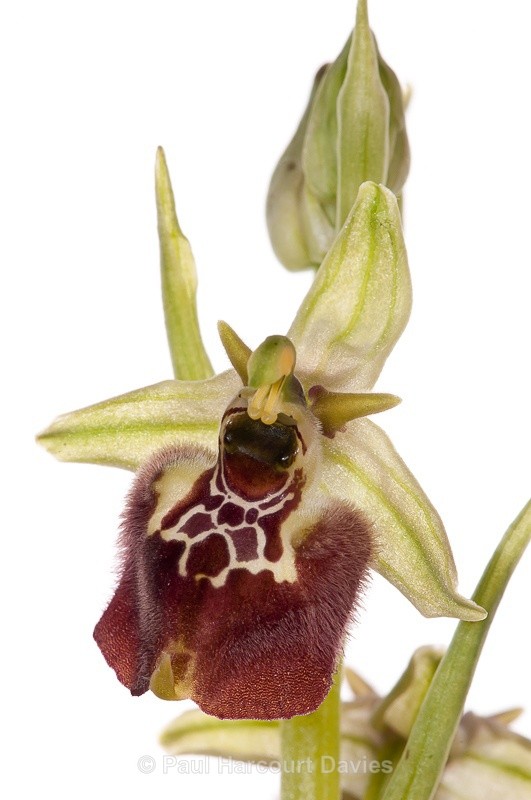  - WB: Orchids - Ophrys