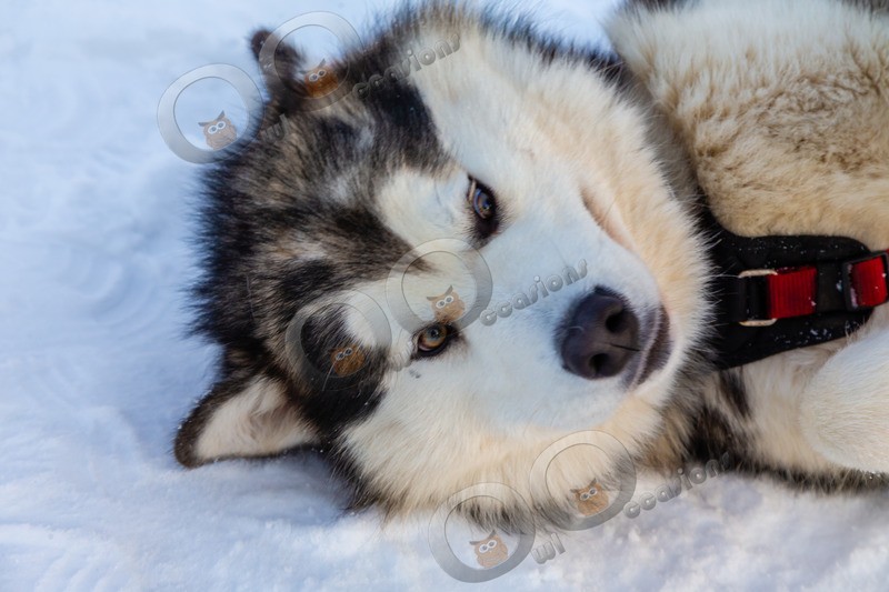 Malamute _1928 - Pet Photography