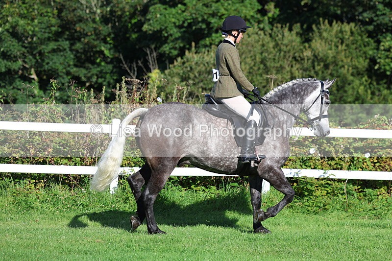 3E7A7549 - Class 1: Novice Working Hunter Pony