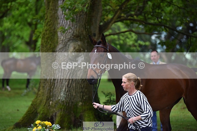 240522-170150-01334 - 274-JACK_OF_CLUBS-Rosalind_Canter