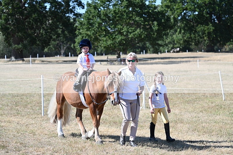 WJ7_1747 - Class 42 Most Handsome Gelding