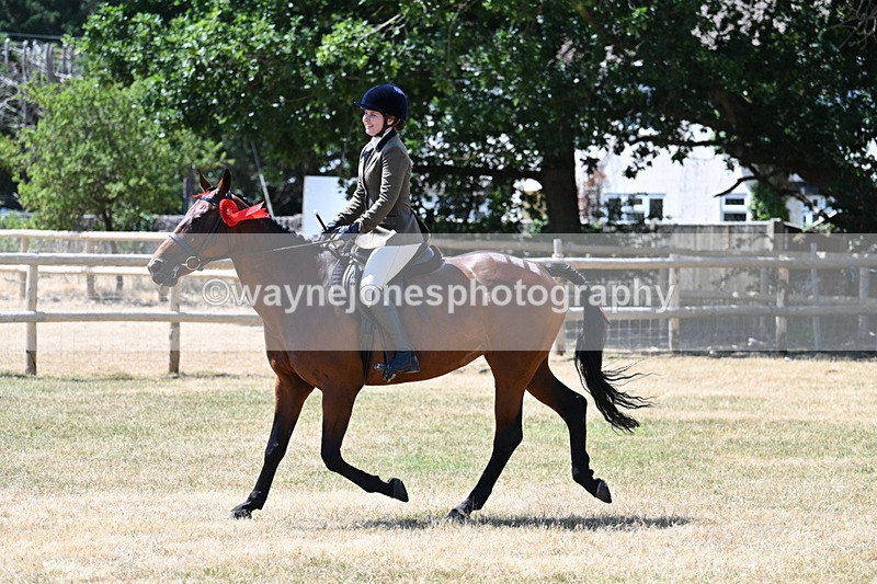 WJ7_3214 - Class 7 Riding Club Show Horse