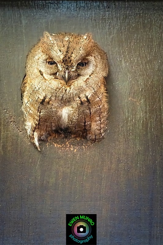 BBO-01-Little Owl - Owls