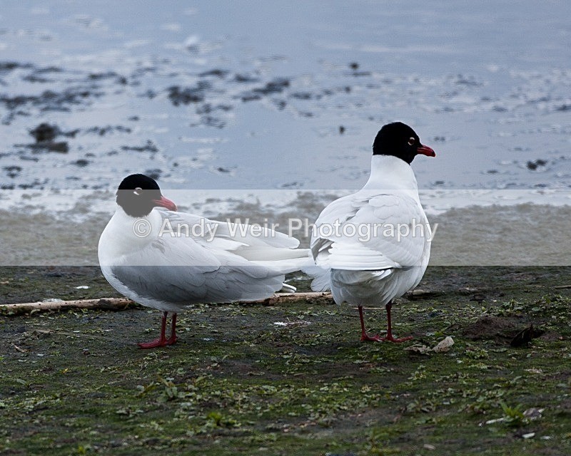 20100501-WE 076 - Gulls