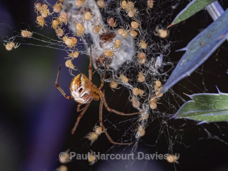European garden spider (Araneus diadematus  - Ten Metres from Home 1.  (2020)