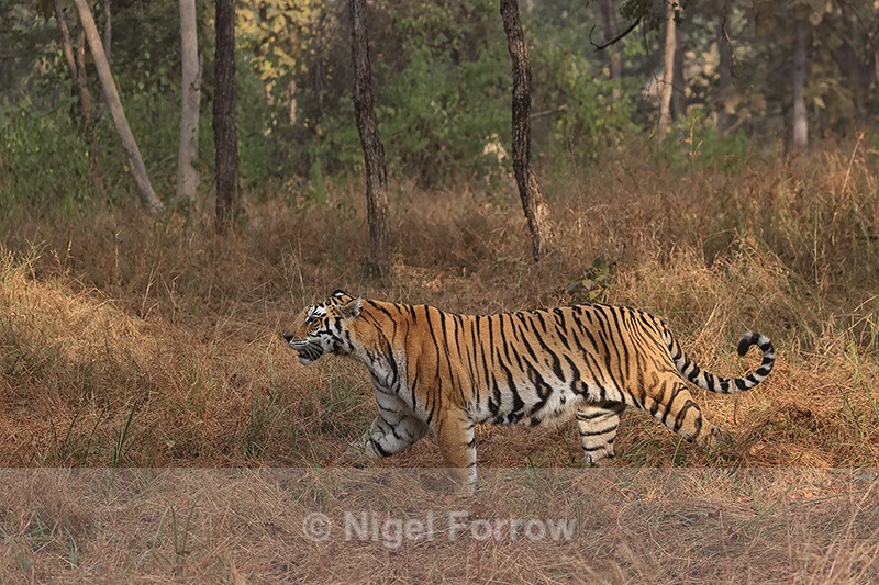 Tigress moving at forest edge, Panna Reserve, Madhya Pradesh, India - Tiger