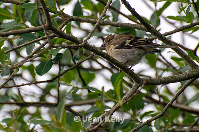 Chaffinch - DSC_6527 - Birds