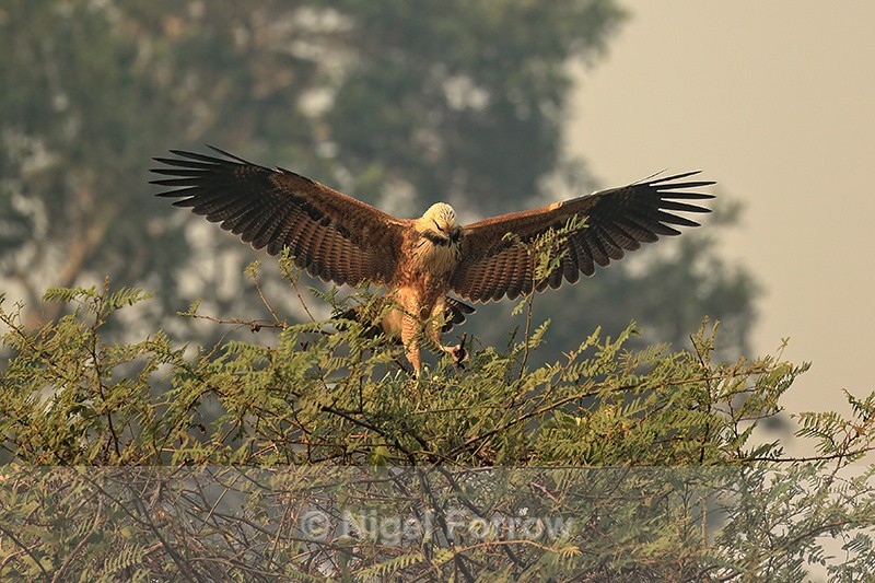 Black-collared Hawk, wings spread, on top of tree, Brazil - Black-collared Hawk