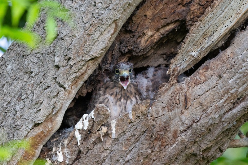 Hungry Kestril Chick - Latest images