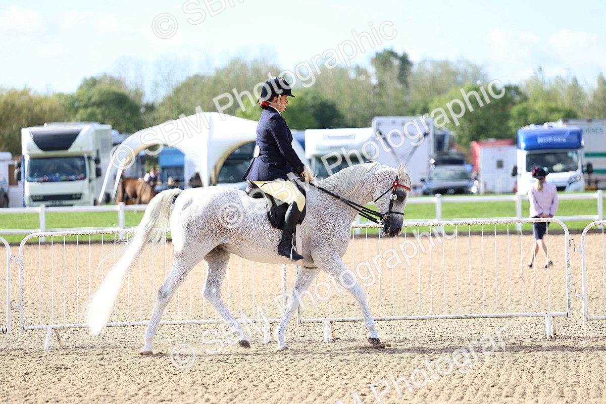 SBM_09098 - Class 303 - Ridden Pure Bred Horse Pony