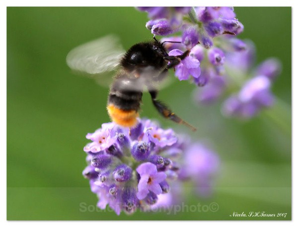 Bee & Lavender - Invertebrate's Macro
