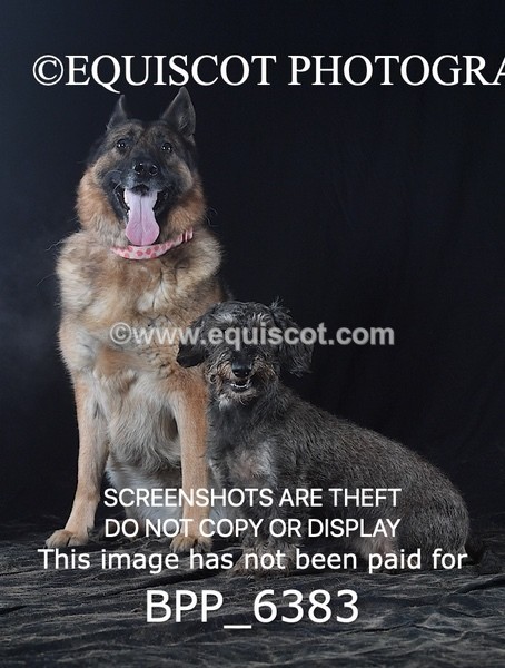 BPP_6383 - CARLA DOGS