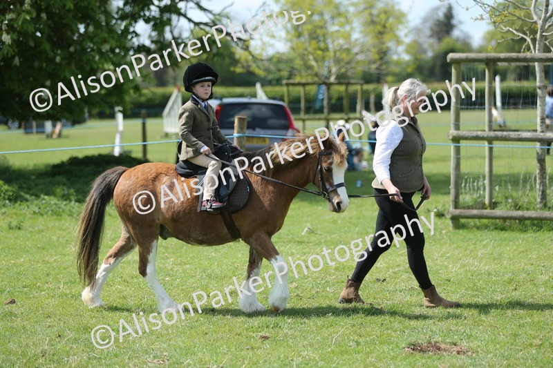 20250427-3414 - Class 8 - Handsomest Gelding