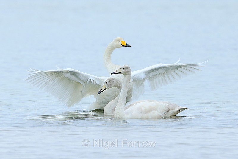 Adult Whooper Swan flapping its wings behind two juveniles, Otmoor - Whooper Swan
