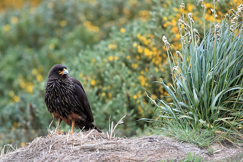 Striated Caracara (adult) yellow B29, Carcass Island, Falklands - Striated Caracara