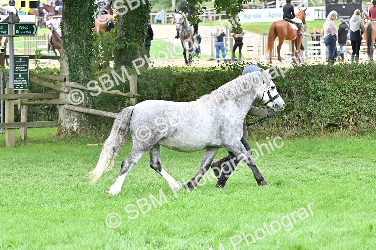 SBM_60955 - S48 - Mountain & Moorland In Hand Small Breeds
