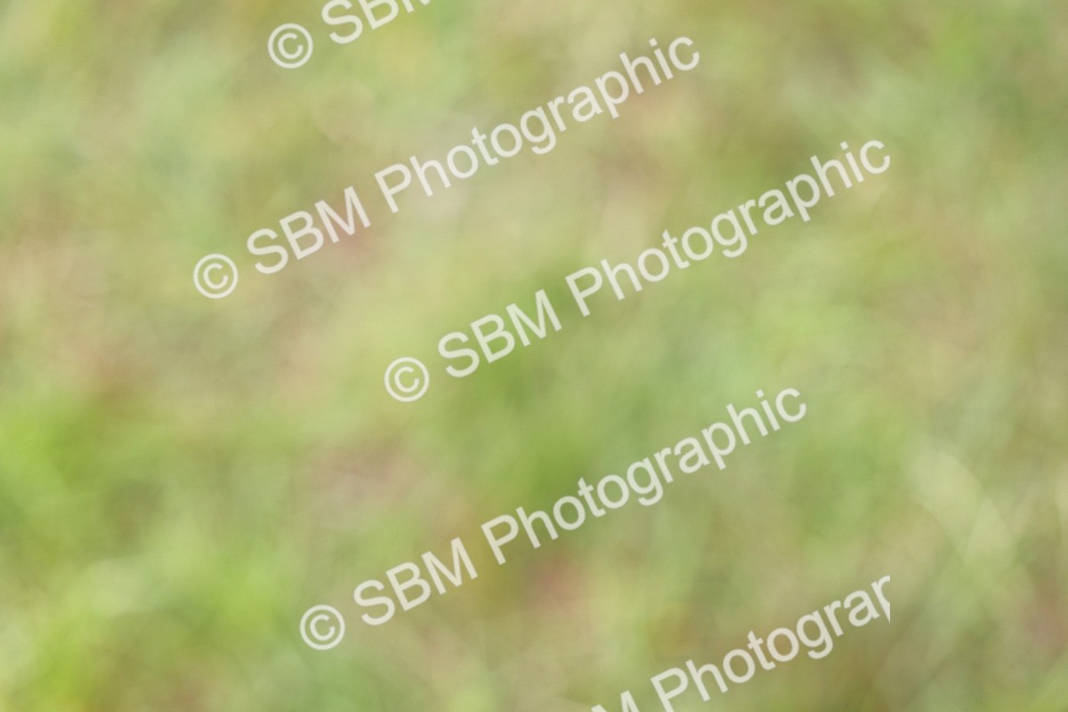 SBM_02909 - Class 9-11 Side Saddle including LIHS Rising Star Ladies Show Horse