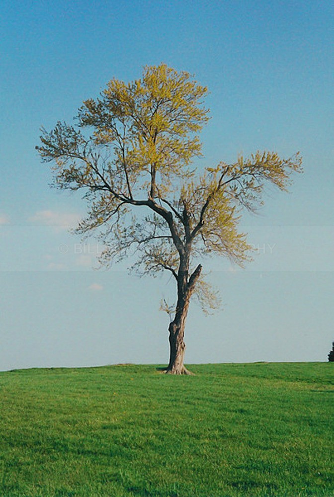 TheTree2007Layer10001 - Trees