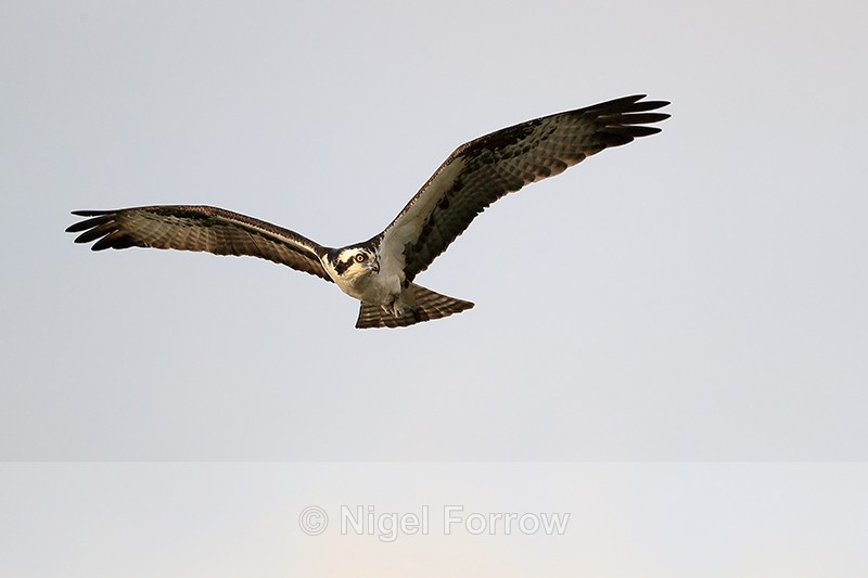 Osprey flying close above, Blue Cypress Lake, Florida - Osprey