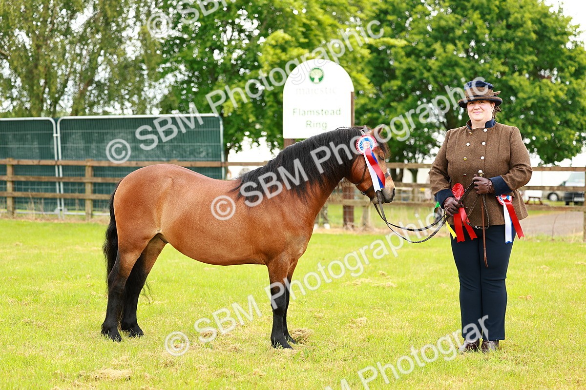 SBM_00293 - Class 58-67 - M&M Non Welsh Pony In hand
